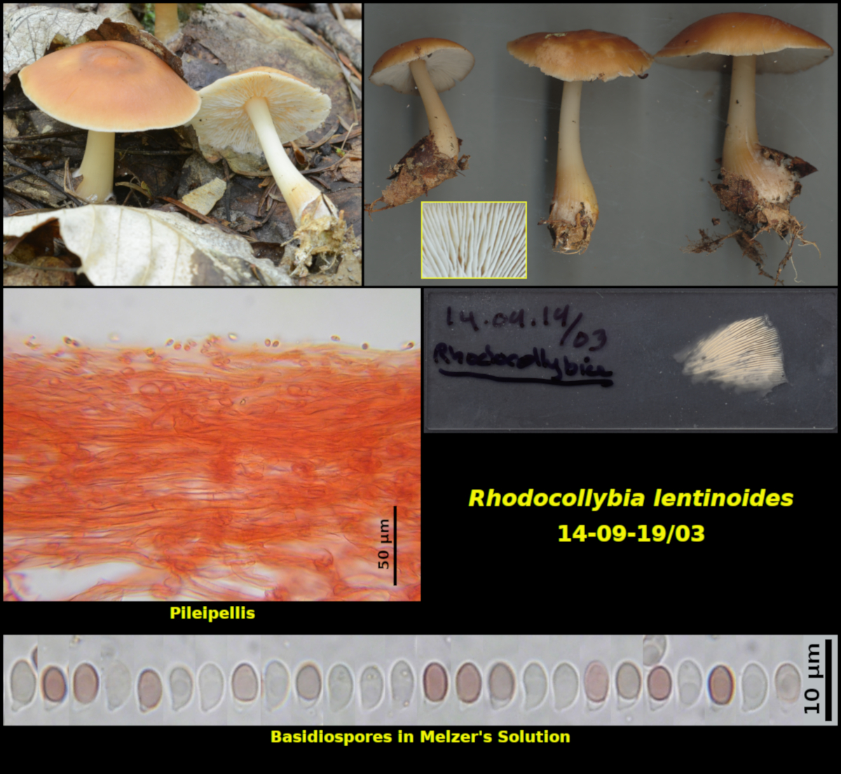 Picture of Rhodocollybia lentinoides14-09-19/03